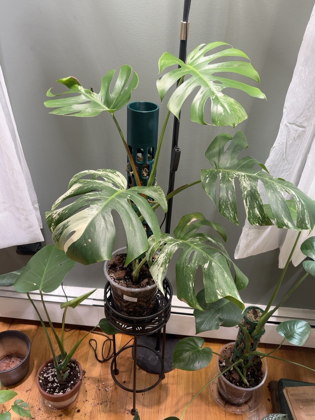 Alocasia tropical plant with dramatic leaves
