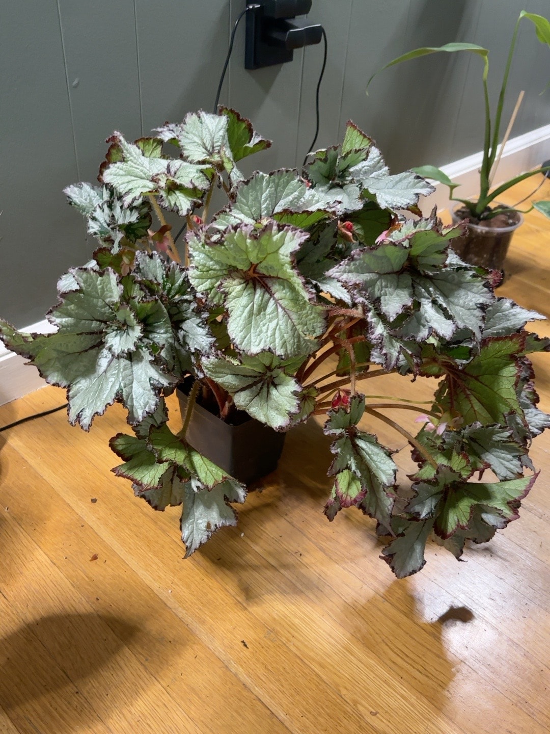 Begonia with colorful patterned leaves