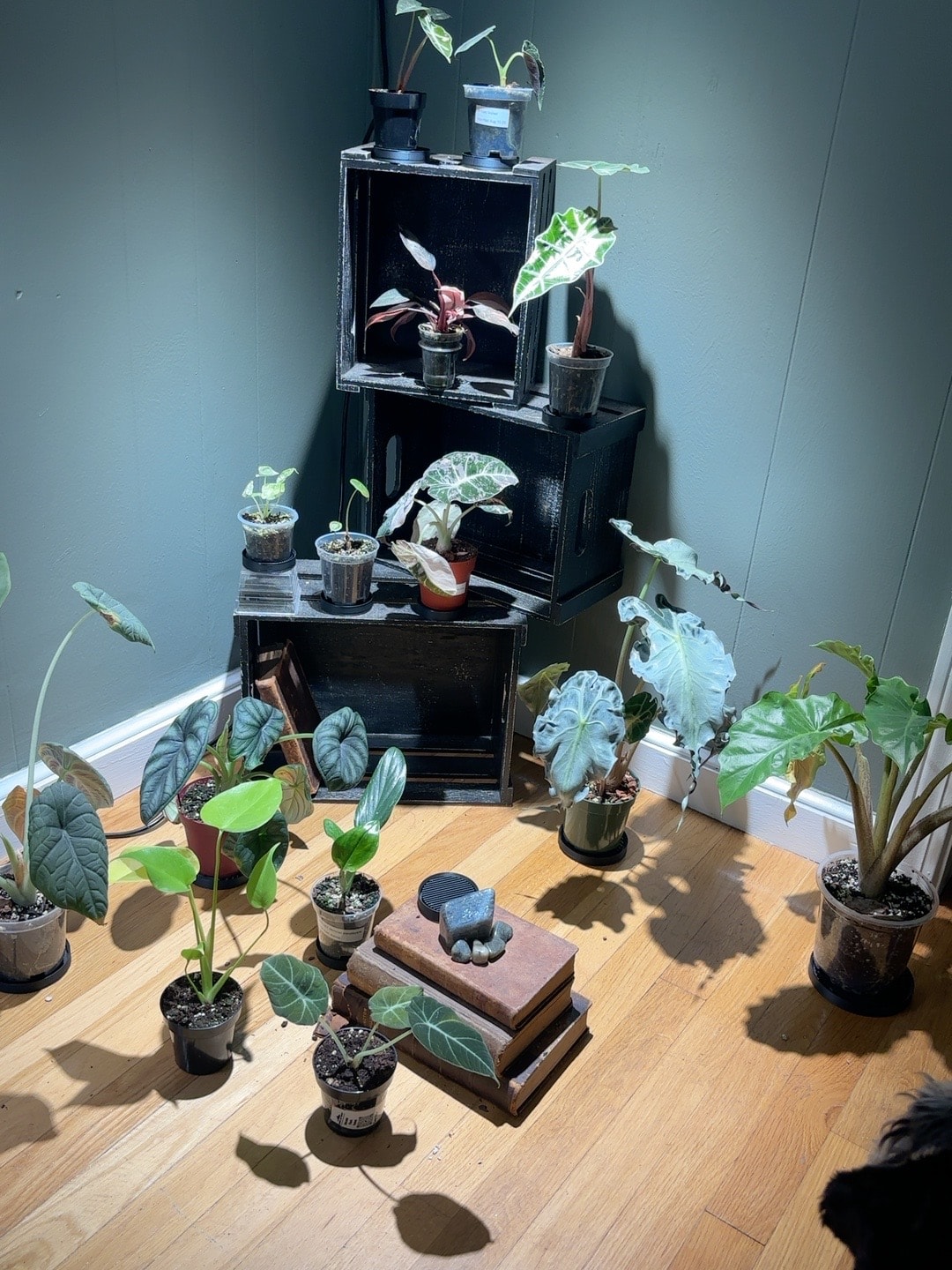Plant collection in a greenhouse
