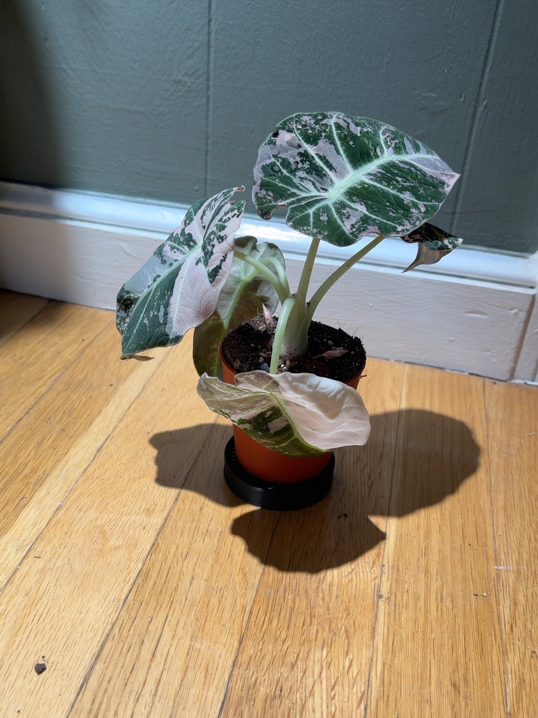 Alocasia plant with dramatic tropical leaves