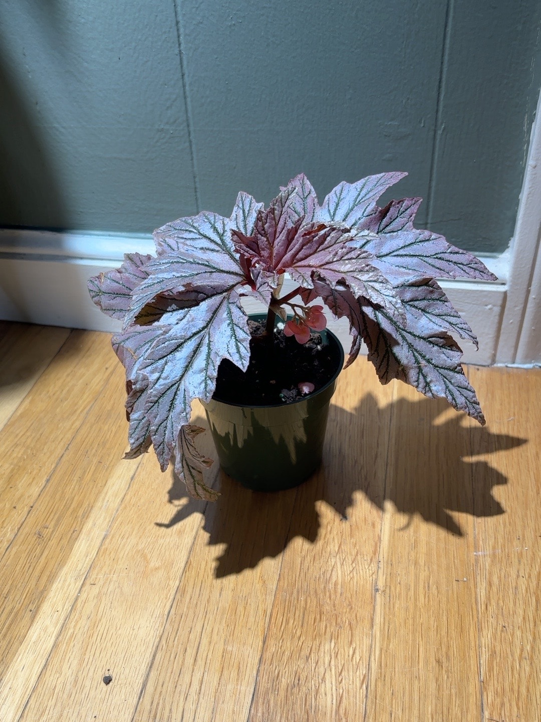 Begonia with bold colorful textured foliage
