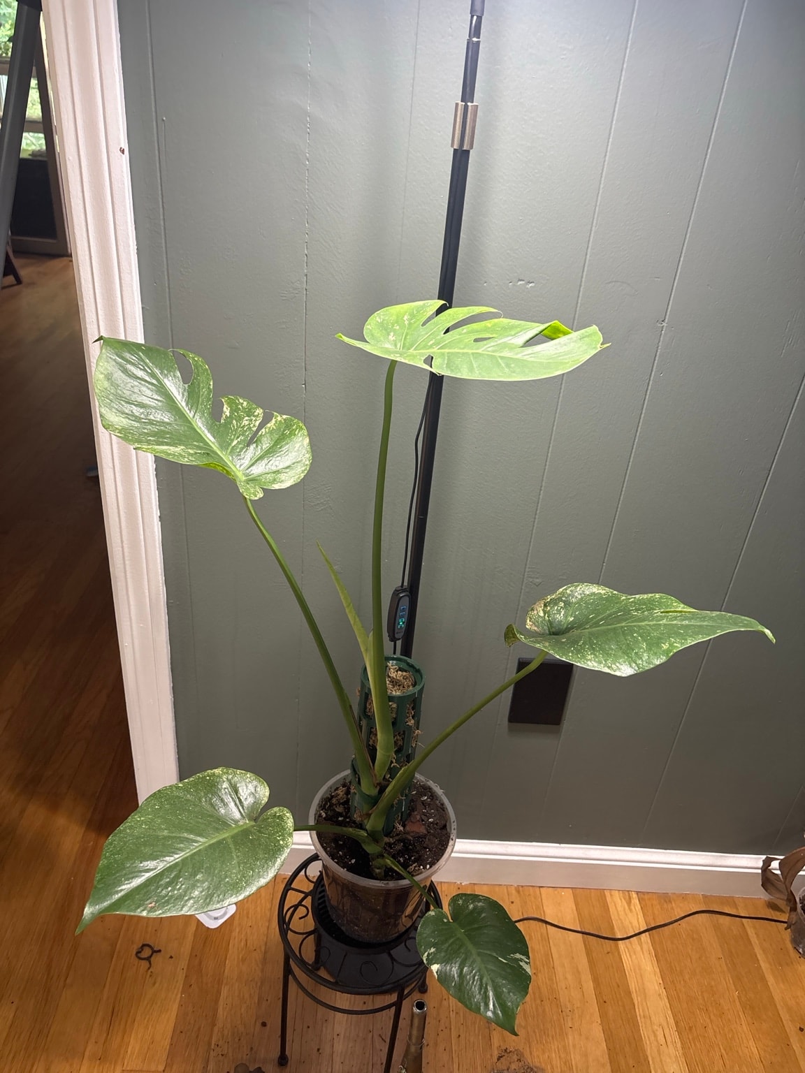 Monstera tropical plant indoors
